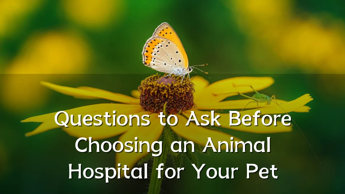 Questions to Ask Before Choosing an Animal Hospital for Your Pet