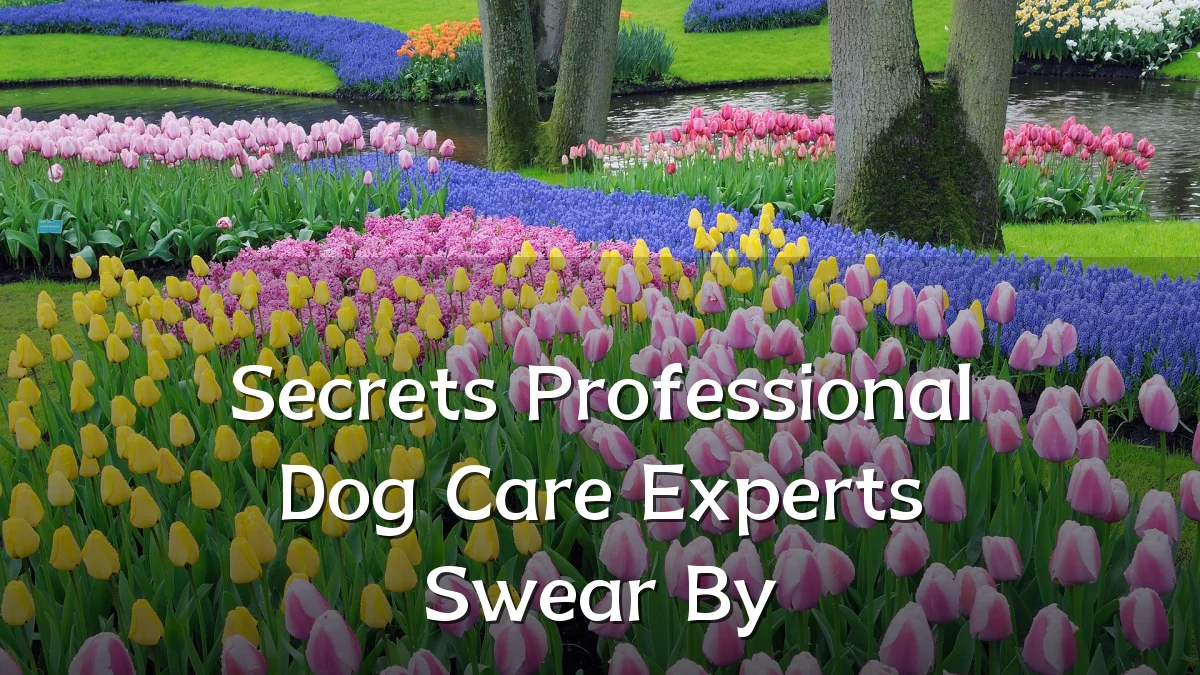 Secrets Professional Dog Care Experts Swear By