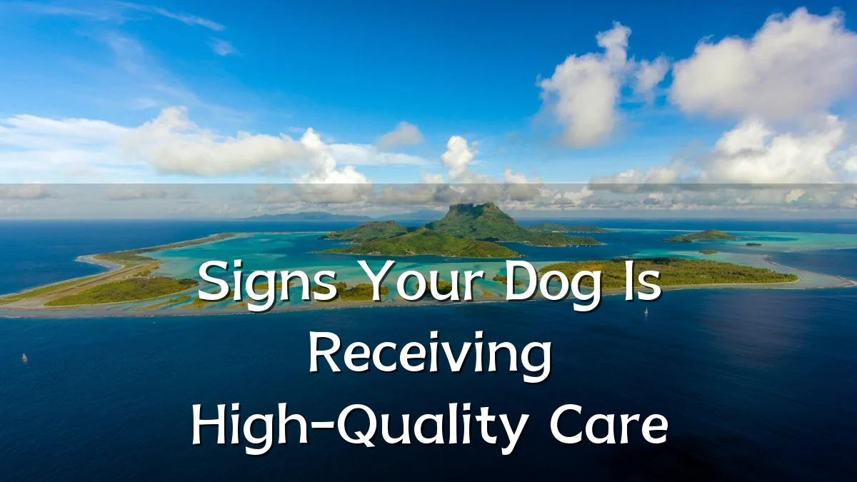 Signs Your Dog Is Receiving High-Quality Care