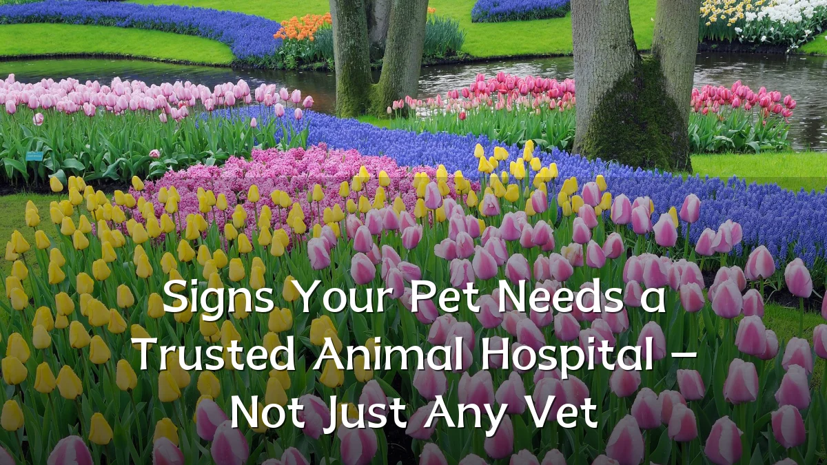 Signs Your Pet Needs a Trusted Animal Hospital – Not Just Any Vet