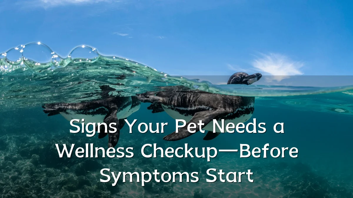 Signs Your Pet Needs a Wellness Checkup—Before Symptoms Start