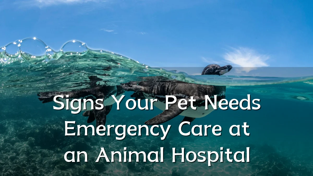 Signs Your Pet Needs Emergency Care at an Animal Hospital