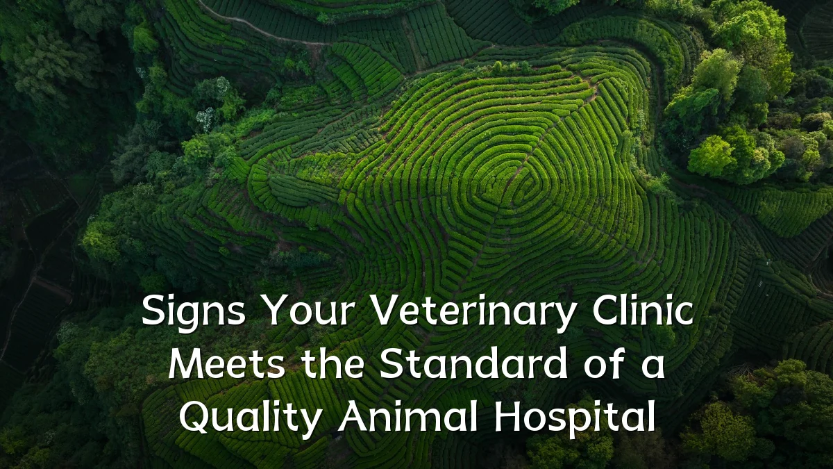 Signs Your Veterinary Clinic Meets the Standard of a Quality Animal Hospital