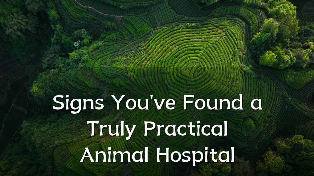 Signs You've Found a Truly Practical Animal Hospital