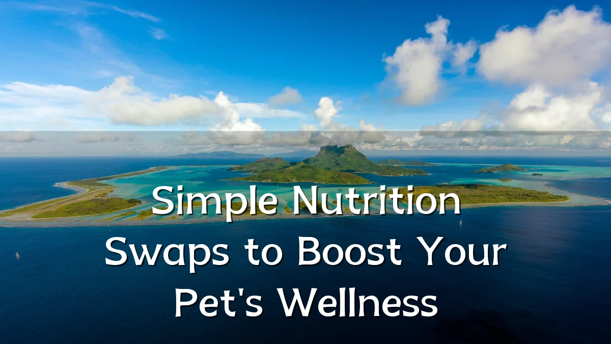 Simple Nutrition Swaps to Boost Your Pet's Wellness