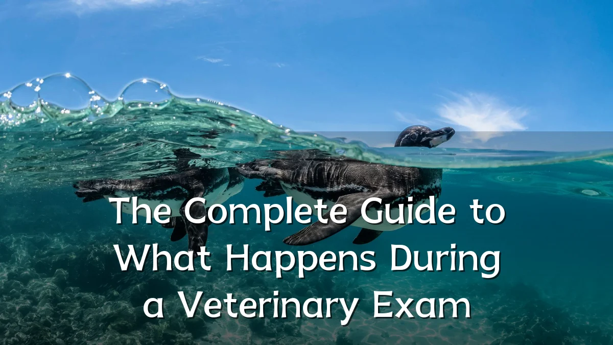 The Complete Guide to What Happens During a Veterinary Exam