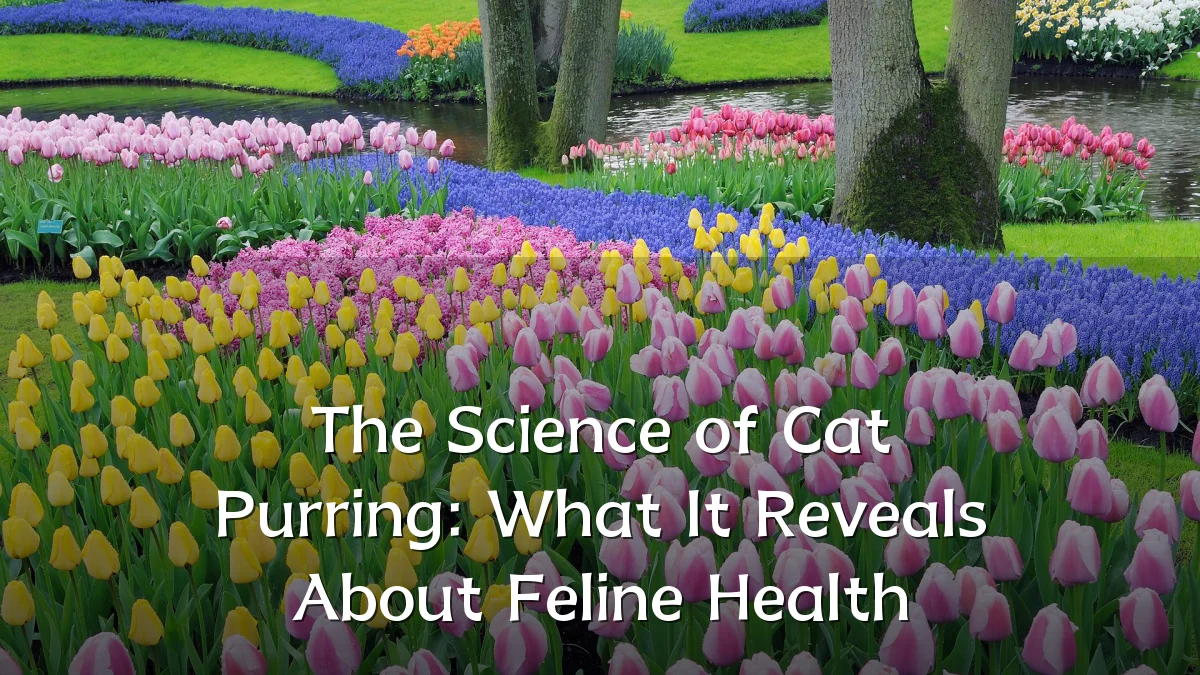 The Science of Cat Purring: What It Reveals About Feline Health
