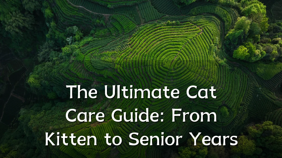 The Ultimate Cat Care Guide: From Kitten to Senior Years