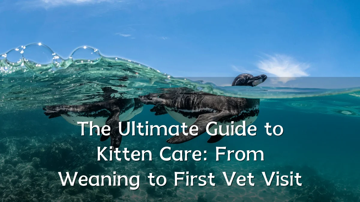 The Ultimate Guide to Kitten Care: From Weaning to First Vet Visit