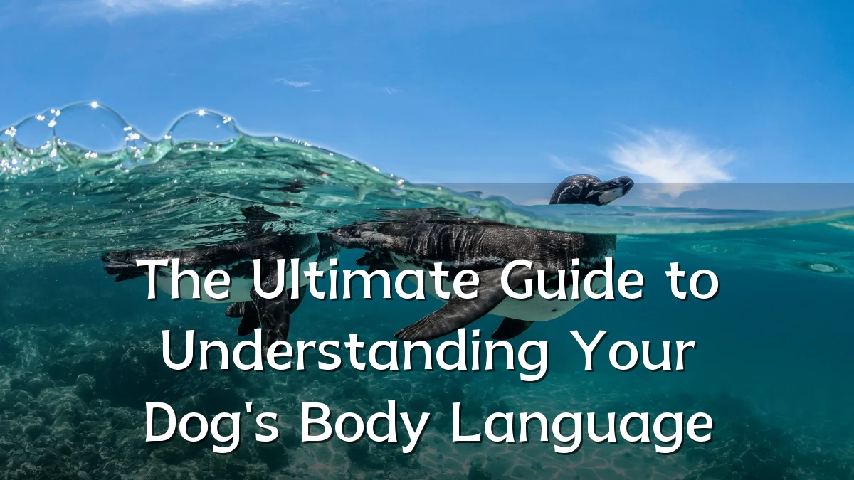 The Ultimate Guide to Understanding Your Dog's Body Language