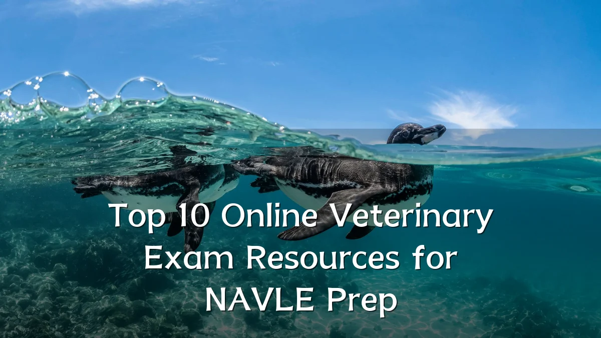 Top 10 Online Veterinary Exam Resources for NAVLE Prep