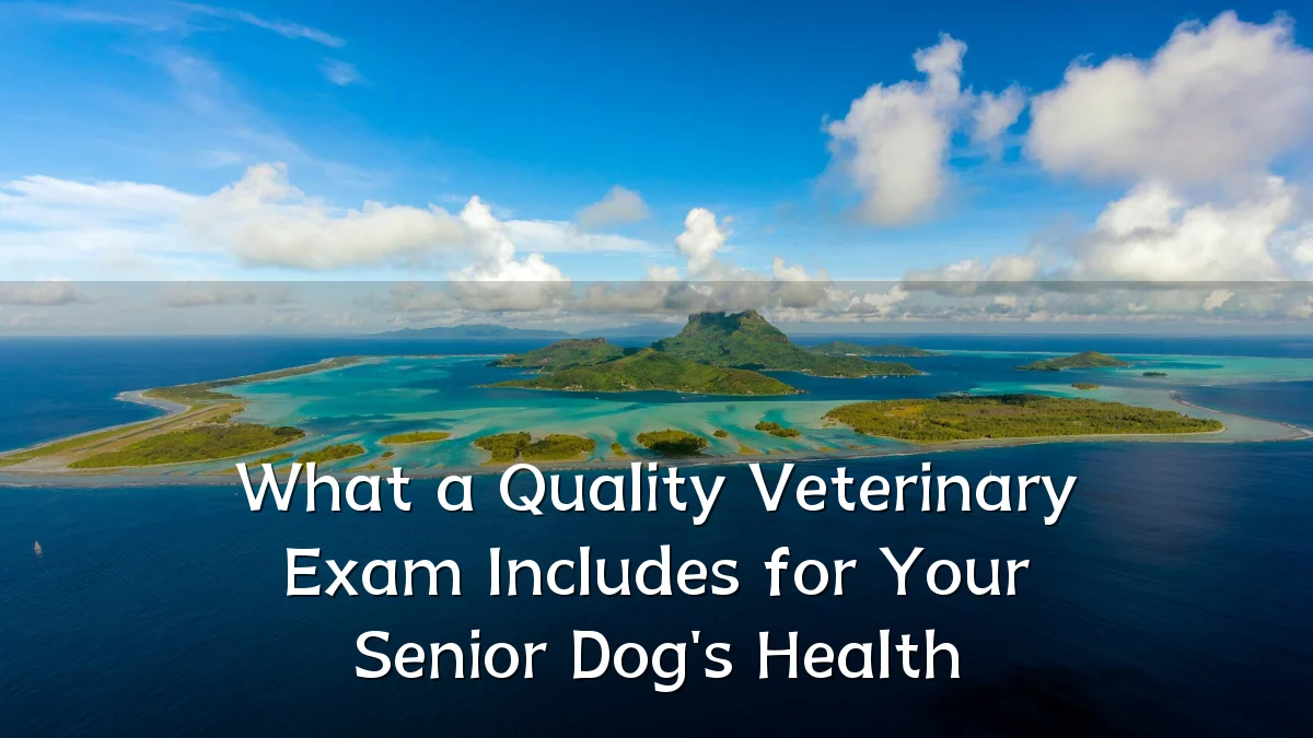 What a Quality Veterinary Exam Includes for Your Senior Dog's Health
