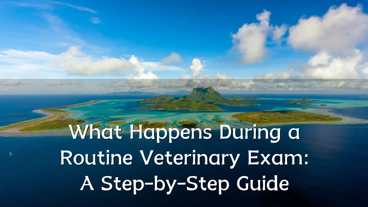 What Happens During a Routine Veterinary Exam: A Step-by-Step Guide
