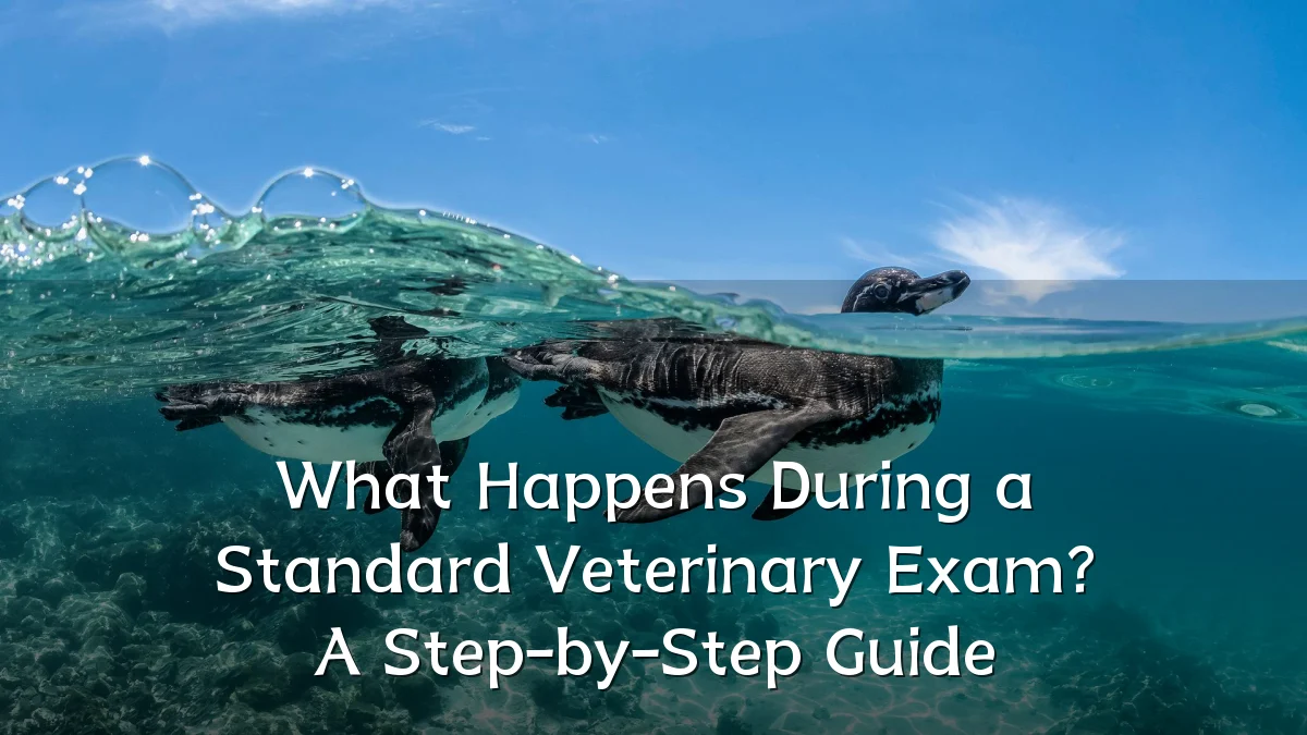 What Happens During a Standard Veterinary Exam? A Step-by-Step Guide