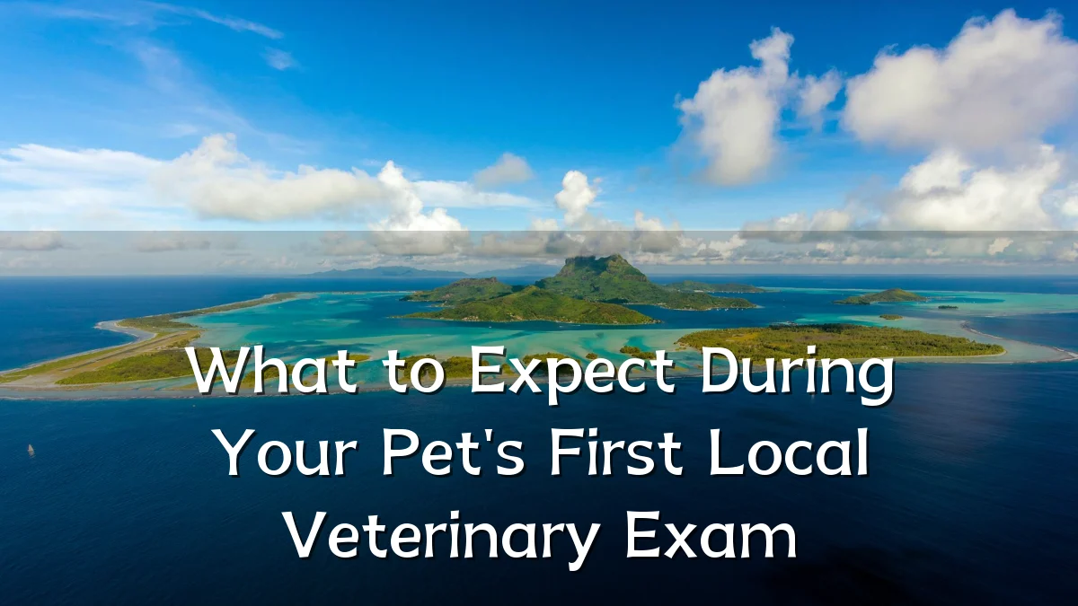 What to Expect During Your Pet's First Local Veterinary Exam