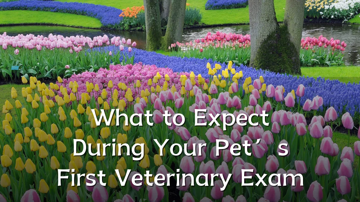 What to Expect During Your Pet’s First Veterinary Exam