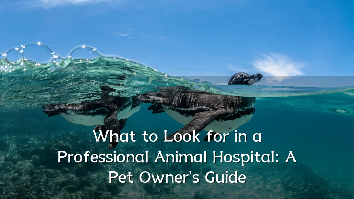 What to Look for in a Professional Animal Hospital: A Pet Owner's Guide