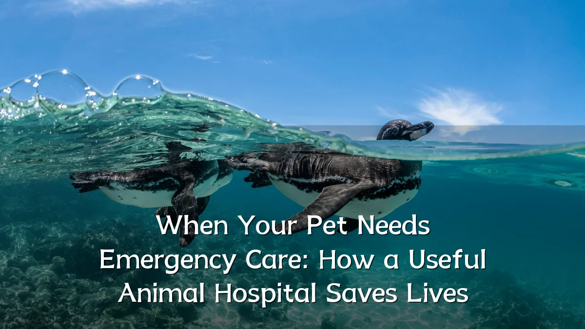When Your Pet Needs Emergency Care: How a Useful Animal Hospital Saves Lives