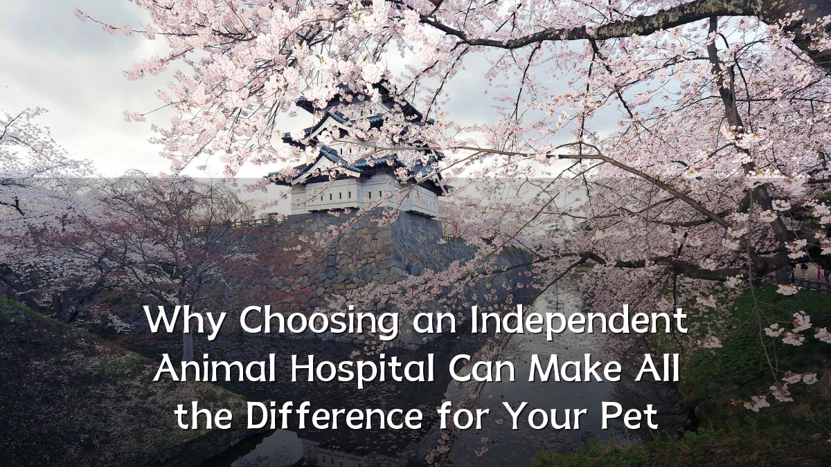 Why Choosing an Independent Animal Hospital Can Make All the Difference for Your Pet