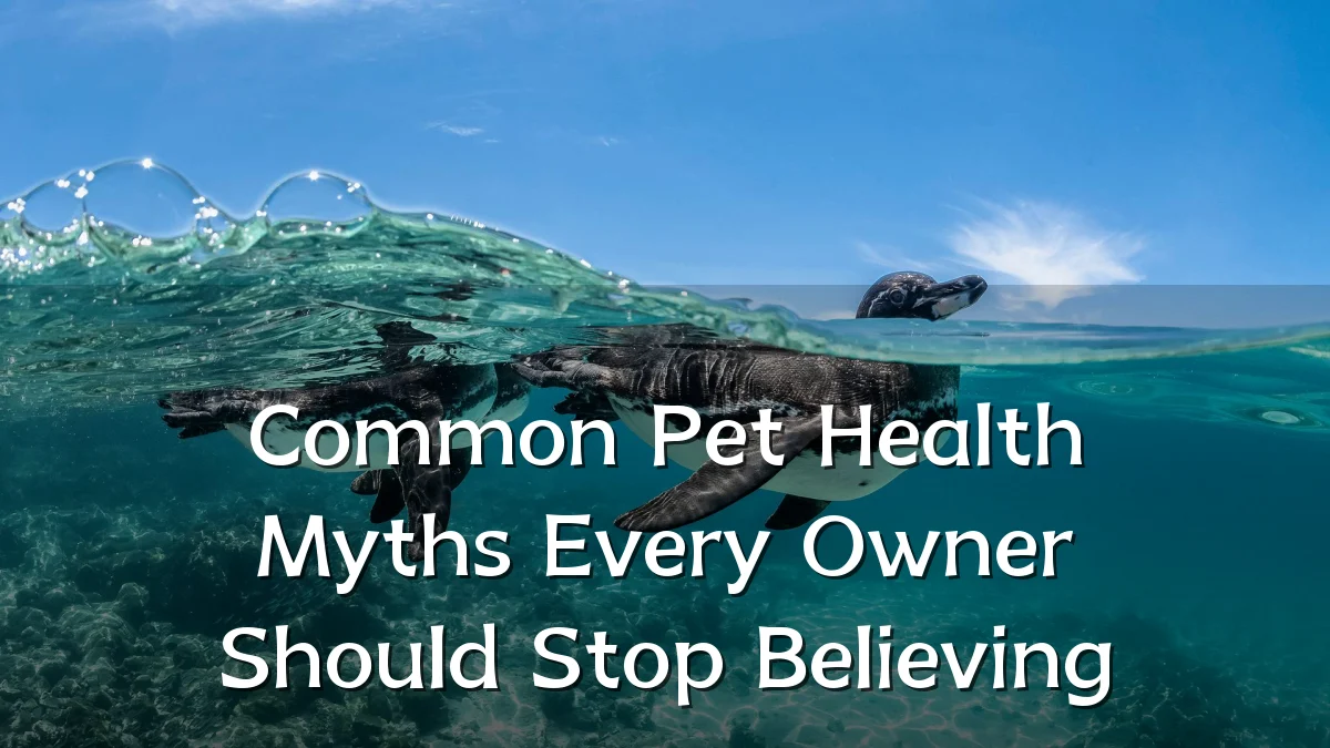 Common Pet Health Myths Every Owner Should Stop Believing