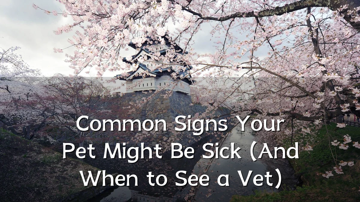 Common Signs Your Pet Might Be Sick (And When to See a Vet)