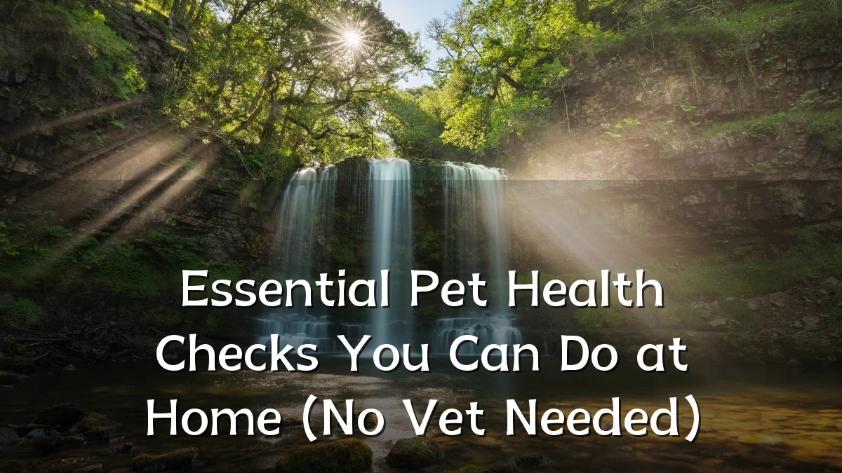 Essential Pet Health Checks You Can Do at Home (No Vet Needed)