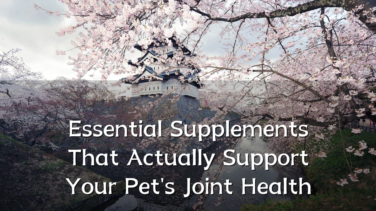Essential Supplements That Actually Support Your Pet's Joint Health