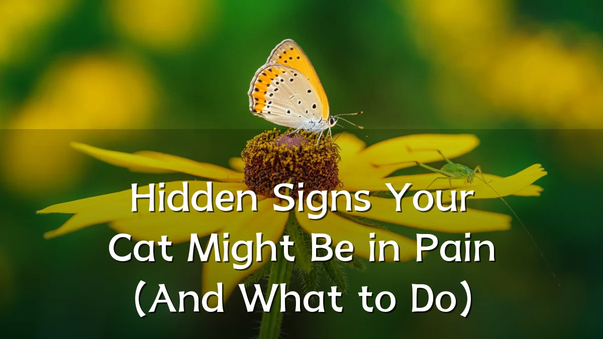 Hidden Signs Your Cat Might Be in Pain (And What to Do)