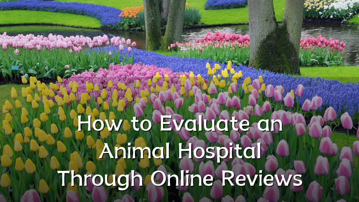How to Evaluate an Animal Hospital Through Online Reviews