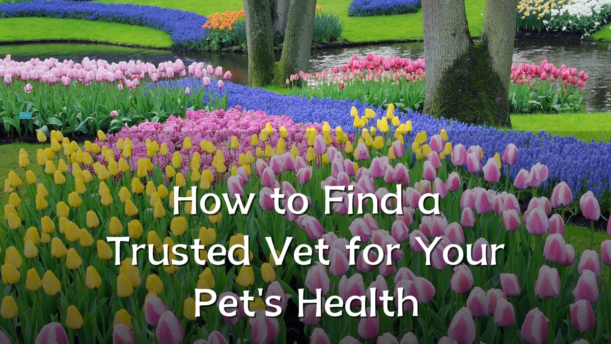 How to Find a Trusted Vet for Your Pet's Health