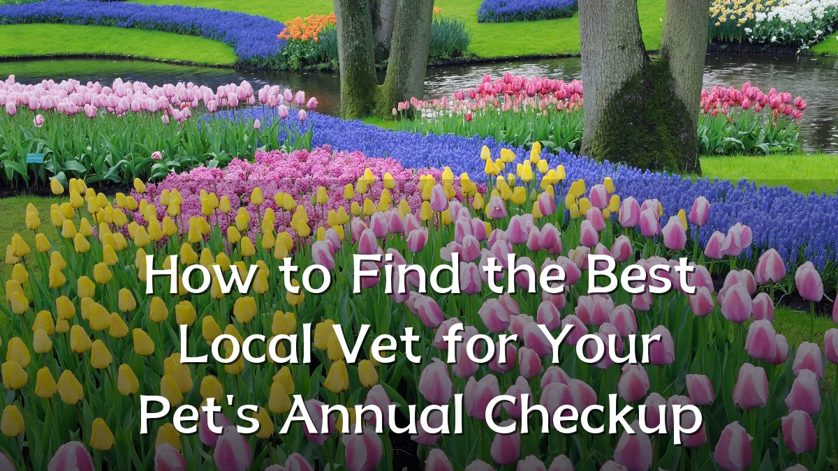 How to Find the Best Local Vet for Your Pet's Annual Checkup