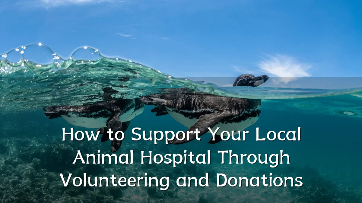 How to Support Your Local Animal Hospital Through Volunteering and Donations