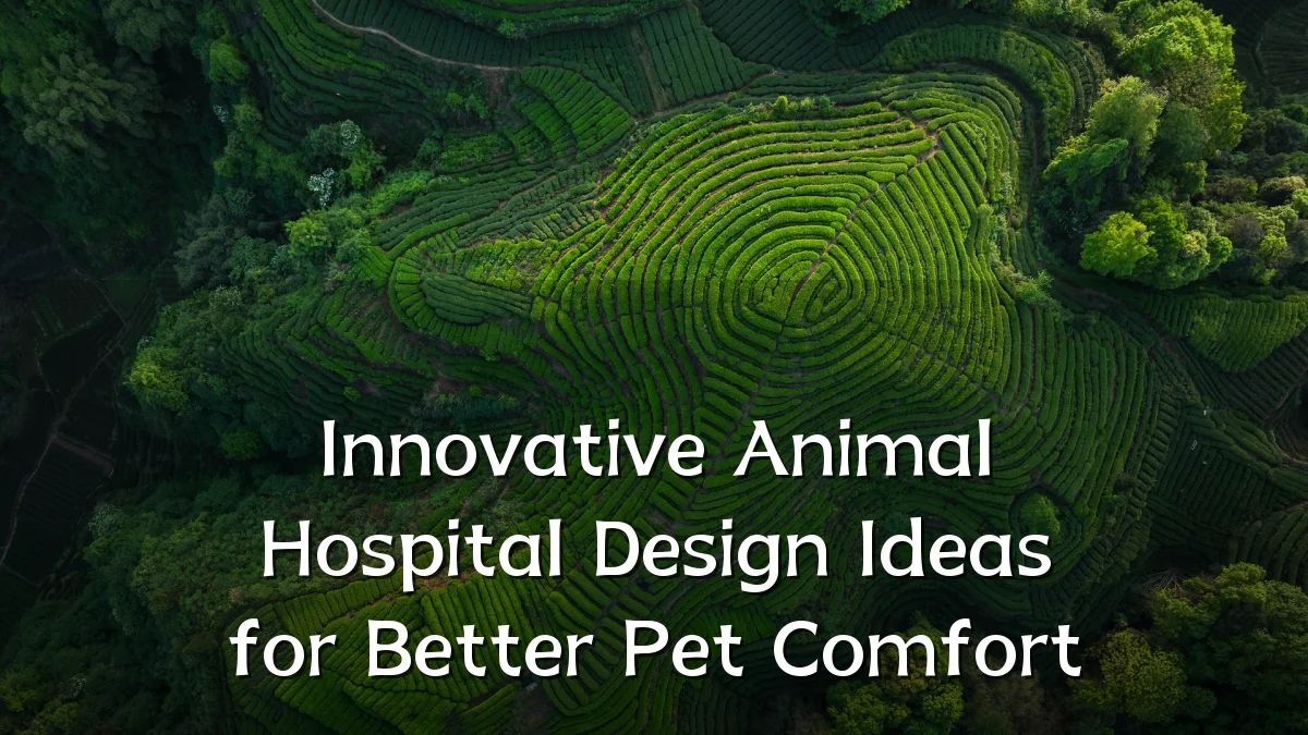 Innovative Animal Hospital Design Ideas for Better Pet Comfort