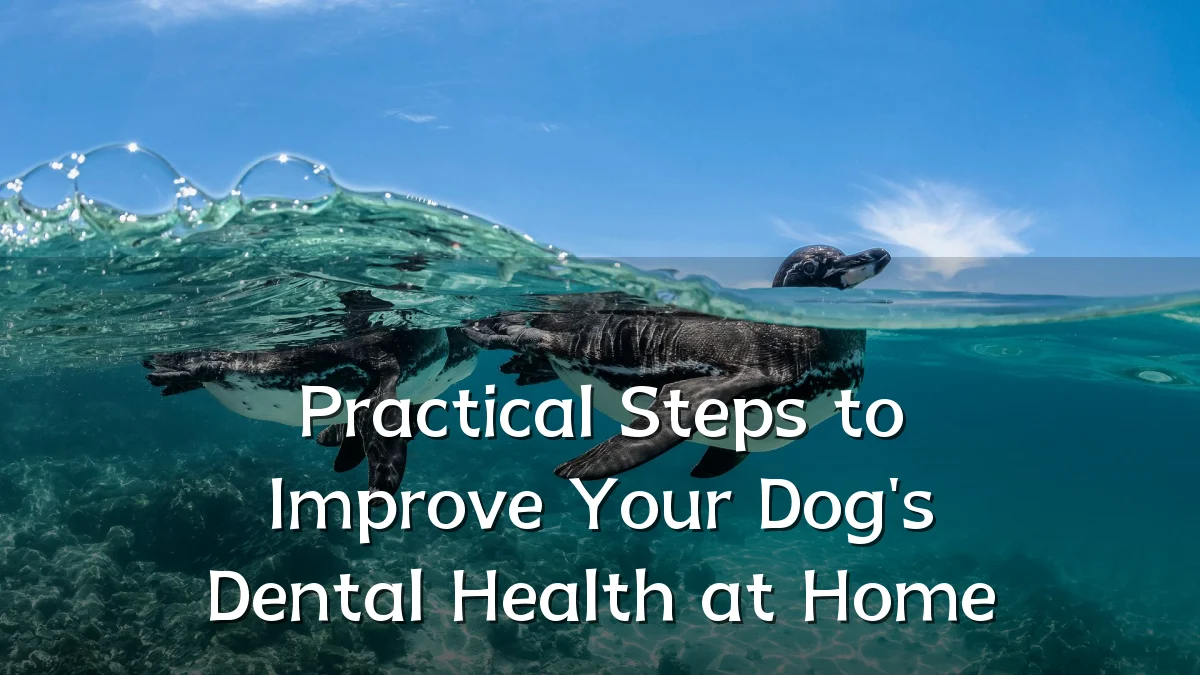 Practical Steps to Improve Your Dog's Dental Health at Home
