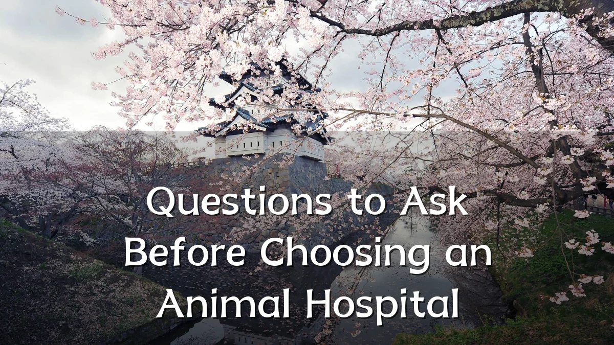 Questions to Ask Before Choosing an Animal Hospital