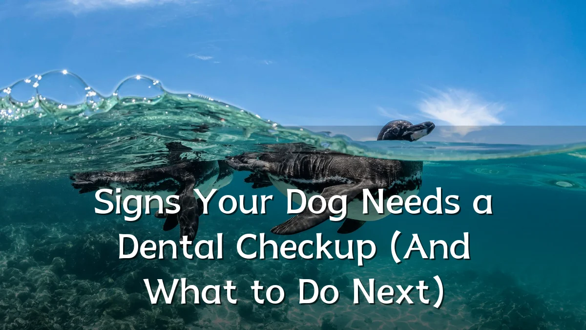 Signs Your Dog Needs a Dental Checkup (And What to Do Next)