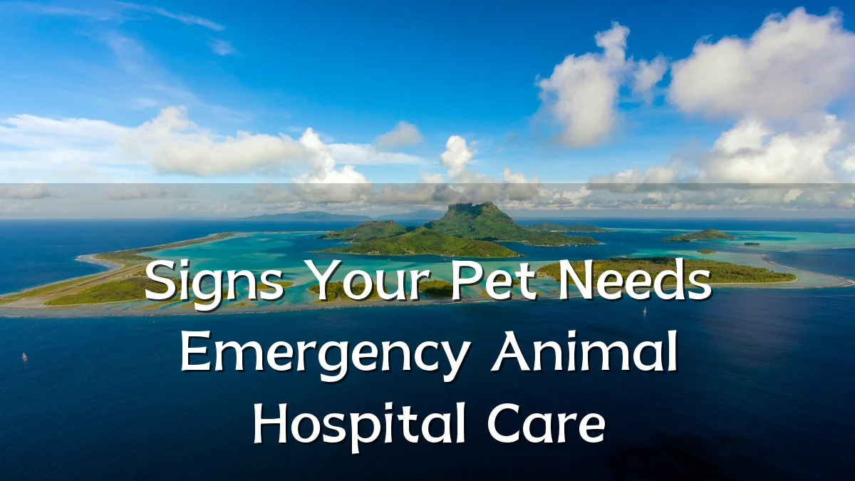 Signs Your Pet Needs Emergency Animal Hospital Care