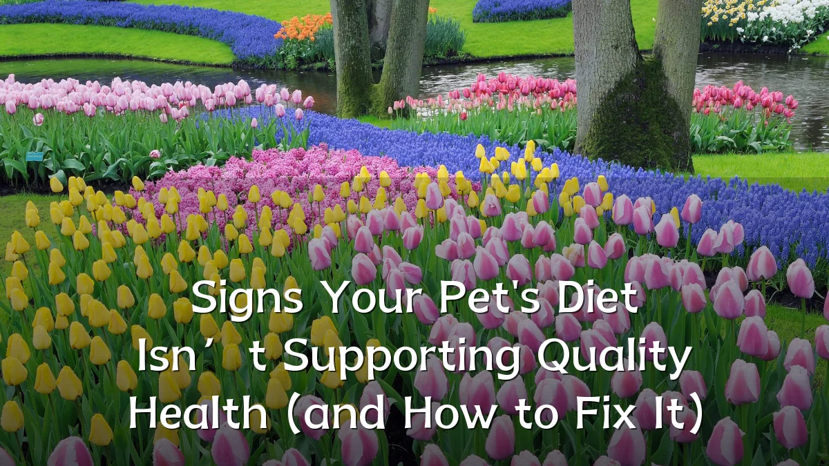 Signs Your Pet's Diet Isn’t Supporting Quality Health (and How to Fix It)