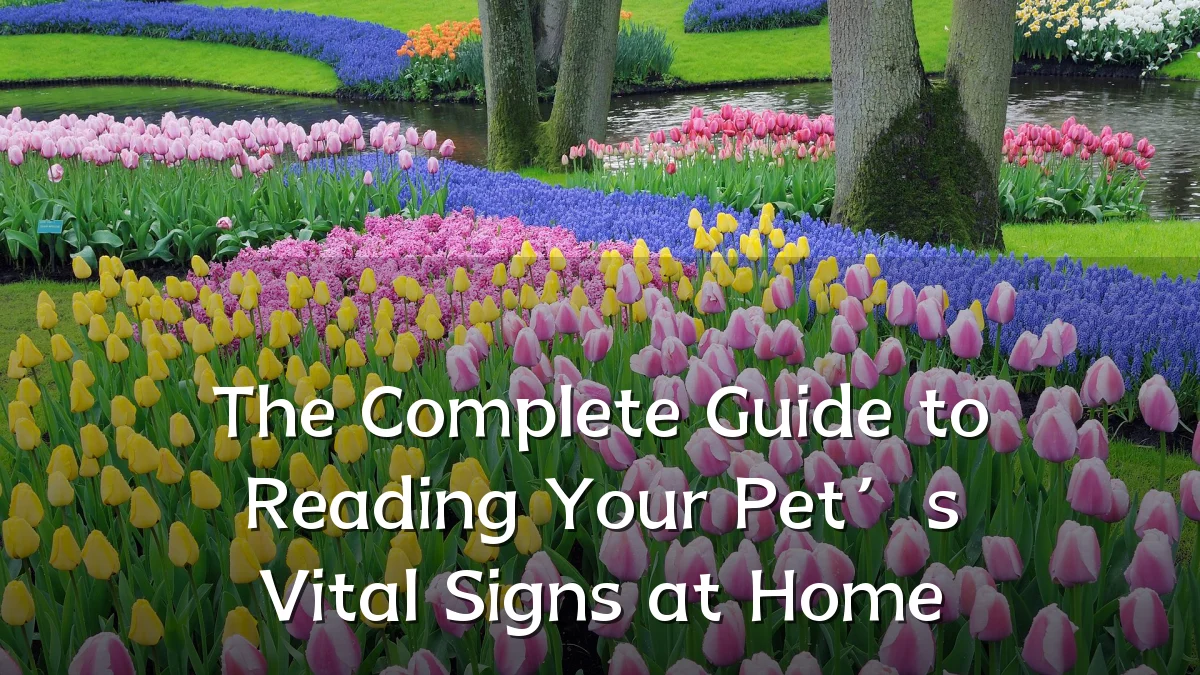 The Complete Guide to Reading Your Pet’s Vital Signs at Home