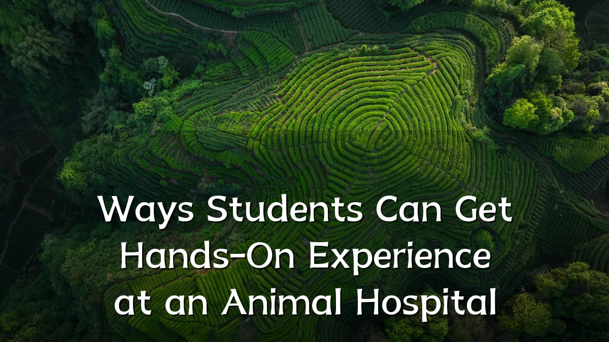 Ways Students Can Get Hands-On Experience at an Animal Hospital