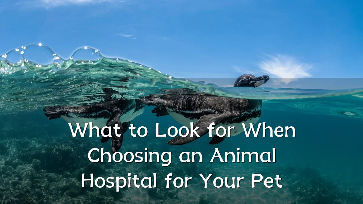 What to Look for When Choosing an Animal Hospital for Your Pet